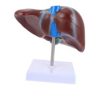 ABOOFAN Medical Anatomical Liver Model with Base for Teaching Human Liver Structure Realistic Display Model for Physiology and Anatomy Education Schools and