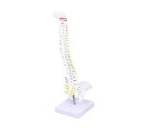 ABOOFAN Medical Spine Model PVC Human Vertebral Column with Nerve Roots and Arteries for Doctor Nurse Student Practice and Medical Teaching Display