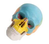 ABOOFAN Mini Skull Model Anatomy Detailed with Three Detachable Sections and Removable Jaw, Pvc Colour Coded Bone Structure for Artists and Students, for Studios and Halloween Decoration