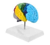 ABOOFAN Scale Human Right Hemisphere Brain Model for Anatomy Study Clearly Labeled Regions Accurate Medical Teaching Tool for Students and Science Classrooms
