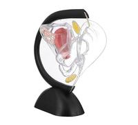 ABOOFAN Transparent Uterus Structure Model Medical Teaching Tool for Anatomy Education Human Organ for Reproductive System Study and Patient Education