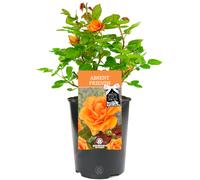 ABSENT FRIEND ROSE - Absent Friend Rose Bush