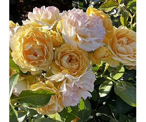 'Absolutely Fabulous' Standard Rose (80cm) - Fragrant Ruffled Yellow Blooms - 7L Potted - Lovely Gift Idea