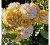 'Absolutely Fabulous' Standard Rose (80cm) - Fragrant Ruffled Yellow Blooms - Potted Standard Rose Tree