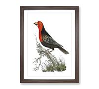 Abyssinian Plant Cutter Bird By George Shaw Vintage Framed Print | A3 Walnut Framed Wall Art | Ready to Hang | Classic Floral Picture | Living Room Bedroom Lounge Office