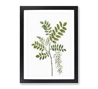 Acacia Tree Flowers By Pierre Joseph Redoute Vintage Framed Print | A4 Black Framed Wall Art | Ready to Hang | Classic Floral Picture | Living Room Bedroom Lounge Office