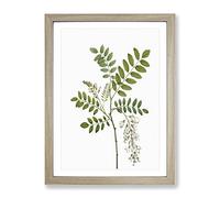 Acacia Tree Flowers By Pierre Joseph Redoute Vintage Framed Print | A4 Oak Framed Wall Art | Ready to Hang | Classic Floral Picture | Living Room Bedroom Lounge Office