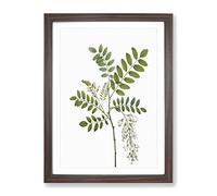 Acacia Tree Flowers By Pierre Joseph Redoute Vintage Framed Print | A4 Walnut Framed Wall Art | Ready to Hang | Classic Floral Picture | Living Room Bedroom Lounge Office