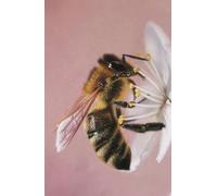 Academic diary 2025-2026 week to view, with Bee on Blossom artwork by Sally Sturgess: 108 pages and glossy hard back cover. Perfect gift for student or bee lover