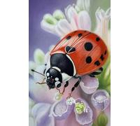 Academic diary 2025-2026 week to view, with Ladybird artwork by Sally Sturgess: September 25 to August 26. 108 pages and glossy hard back cover. ... for student, ladybird lover or wildlife lover