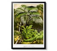 Acanthophoenix Crinita Palm Tree, Herm Wendl Poster, Botanical print, Wildlife Science Wall Art, Animal Nature Gift Idea, Archival Matte, A4 (Print Only) - 29.7x21cm