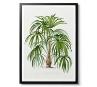 Acanthorhiza Aculeata by Oswald de Kerchove de Denterghem, Vintage Illustration Print, 1878 Palm Tree Poster, Nature Wall Art Decor, Archival Matte, A2 (Print Only) - 59.4x42cm