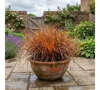 Accelopack Carex Prairie Fire 60cm Green Sedge Plant