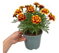 Accelopack Durango 40cm Orange Marigold Plant