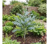 Accelopack Eucalyptus France 400cm Blue Perennial Plant