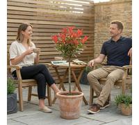 Accelopack Photinia Red Robin 2L Red Plant