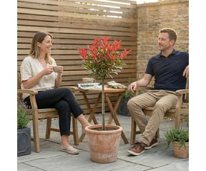 Accelopack Photinia Red Robin 2L Red Plant