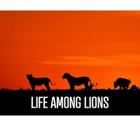 Accepted By A Pride Of Lions