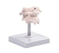 Accurate Human Occipital Bone Model for Clinical Training Features Rotation Capability and PVC for Durability Cervical Spine Model