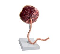 Accurate Human Placenta and Umbilical Cord Representation for Teaching Pregnancy Anatomy and Function PVC Placenta Anatomy Model