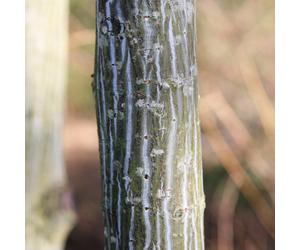 Acer Davidii 'Viper' Tree | Snake Bark Maple Tree | Ornamental Tree | 5-6Ft