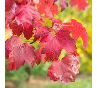 Acer October Glory Tree (12L, 5-6ft)