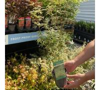 Acer palmatum 'Butterfly', 10cm (30-40cm including pot)