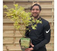 Acer palmatum 'Butterfly', 3L (60-70cm including pot)
