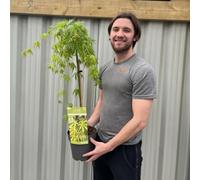 Acer palmatum 'Cascade Emerald' Standard (100cm)