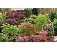 Acer Palmatum Collection: Four Plants and Four Patio Pots