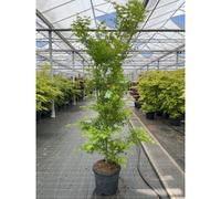 Acer palmatum 'Going Green' 10.5cm/2L/3L/45L