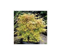 Acer palmatum 'Katsura' Japanese Maple Oriental Garden Live Tree pot
