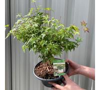 Acer palmatum 'Little Princess'