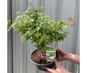 Acer palmatum 'Little Princess'