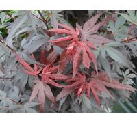 Direct Plants Acer Palmatum Skeeters Broom Japanese Maple Tree 4-5ft Supplied in 5 Litre Pot, Multi
