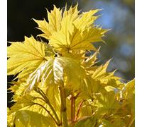Acer Platanoides 'Princeton Gold' | Golden Maple | Garden Tree | 5-6Ft