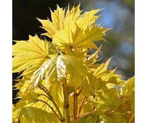 Acer Platanoides 'Princeton Gold' | Golden Maple | Garden Tree | 5-6Ft