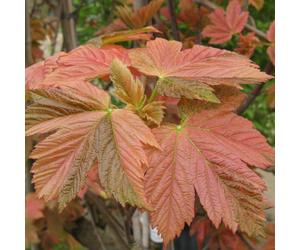 Acer Pseudoplatanus Simon Louis Freres | Variegated Sycamore | Tree | 5-6Ft