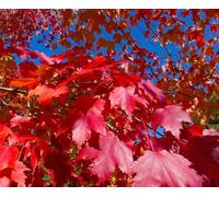 Acer Rubrum Fairview Flame Canadian Red Maple Tree 6ft Tall Supplied in a 12 Litre Pot by Directplants Direct Plants Green One Size