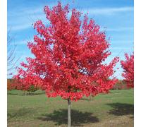 Acer Rubrum 'Summer Red' | Red Maple Tree | Ornamental Tree | 5-6Ft