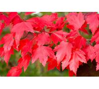 Acer Rubrum Sun Valley Tree 6ft Tall Supplied in a 12 Litre Pot by Directplants Direct Plants Green One Size