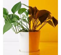 ACESOME Privacy Film for Windows, Window Film, Translucent Film for Windows, Stained Glass, Sun Protection Film, Self-Adhesive Mirror Film, Heat Protection Film, UV Protective Film (Golden Yellow, 30