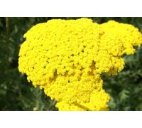 Achillea Parker's Variety Golden Yarrow 6 Plug Plants