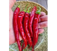 Aci Sivri Chilli Seeds - 10 Fresh Seeds