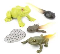 ACOGEDO Animals Growth Cycle Life Cycle Model Learning Teaching Model Toy for Children#3 Children See to Animals Grow Plastic Made How Change and PVC Convenient Growth (#2)