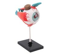 ACOGEDO Human Eye Anatomical Model 16 Detachable Parts with Stand for Educational Display and Science Teaching Eyeball