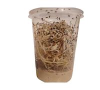 acomantis 32oz acobucket Flightless Fruit Flies Live Food (Drosophila Culture) fast tracked delivery included in price lots of flies for immediate use huge tub fruitfly fruit fly