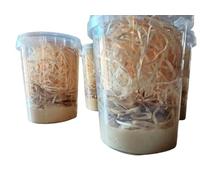 acomantis 500ml acotub Flightless Fruit Flies (Drosophila Culture) pupa stage pet treat for reptiles frog mantis spider