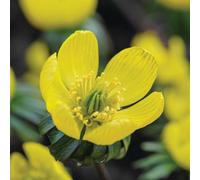 Thompson & Morgan Thompson And Morgan Aconite Winter 40 Bulbs Inc:, Yellow