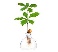 Acorn Sprouting Seed Starter Planter Vase Terrarium Pot Grow Kit Deco Glass Bulb Propagation Vases Unusual Gardening Gifts for Her Him